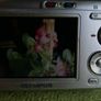 OLYMPUS C505 Digital Camera 6,0MP , Card ,runs on AA batteries Tested Image 5