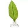 betta leaf Image 3