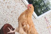 Rooster 4 months old