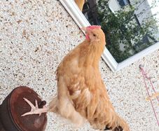 Rooster 4 months old