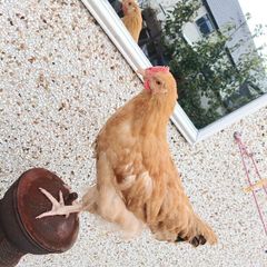 Rooster 4 months old