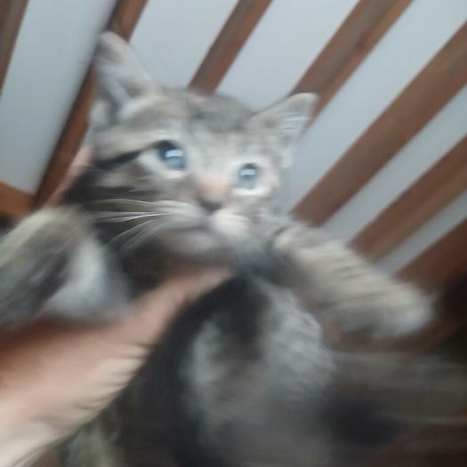 Kittens