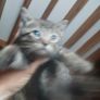 Kittens Image 4