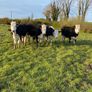 Hereford Heifers Image 5