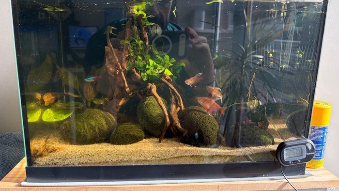 Fully Established Aquarium