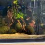 Fully Established Aquarium Image 3