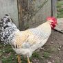 Hens, Ducks, Guinea. Image 2