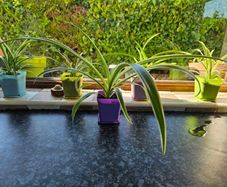 house plant