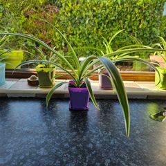house plant