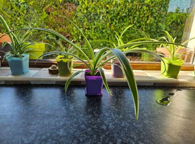 house plant