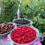 Everbearing Raspberry Canes available from February 2026 Image 5