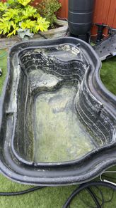 Pond