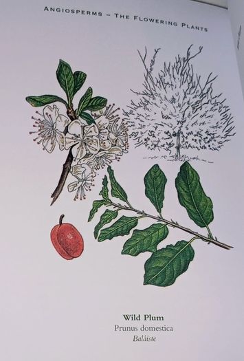 Ireland's Flora and Fauna Appletree Deluxe Editions Trees and Shrubs Wild Flowers Birds a beautiful collection of three books with lovely illustrations in excellent condition with no issues FREE STANDARD POSTAGE INCLUDED