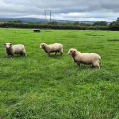 Dorset Rams