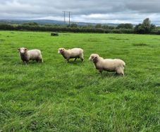 Dorset Rams