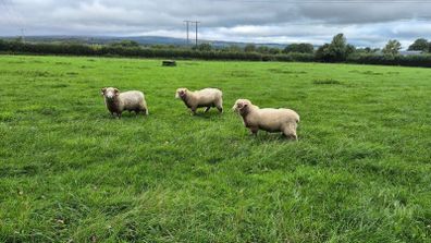 Dorset Rams