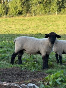 Suffolk Rams
