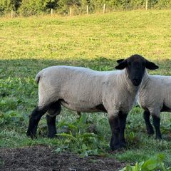 Suffolk Rams