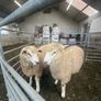 Organic Romney Ram Lambs Image 5