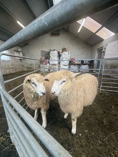 Organic Romney Ram Lambs