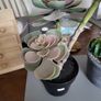 Artificial plants Image 3