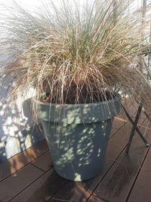 Tall grass/Stipa gigantea