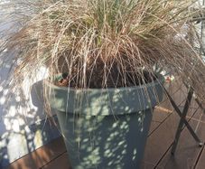 Tall grass/Stipa gigantea