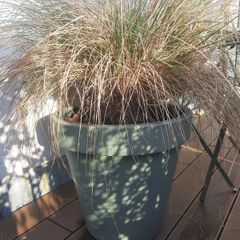 Tall grass/Stipa gigantea