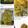 Medium-Large Acasia Tree in a pot Image 5