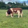 Purebred Simmental bull Image 5