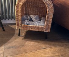 small dog/ cat bed
