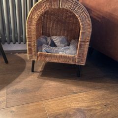 small dog/ cat bed