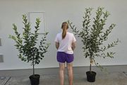 Apple trees
