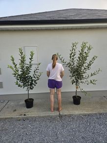 Apple trees