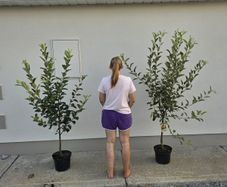 Apple trees