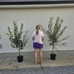 Apple trees
