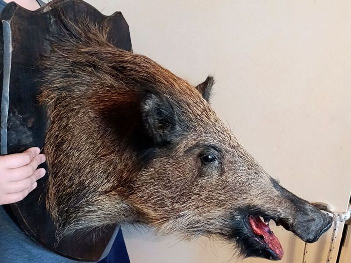 Large wild boar taxidermy mounted