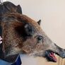 Large wild boar taxidermy mounted Image 2