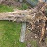 wood logs Image 3