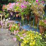 Hanging Baskets, Wall Cones Image 3