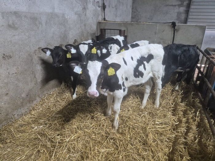 Five Calves