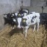 Five Calves Image 2