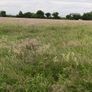 Standing crop Image 2