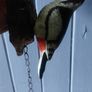 Cast Iron Wood Pecker Door Knocker Image 5
