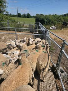 20 ewe lambs