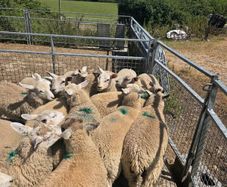 20 ewe lambs