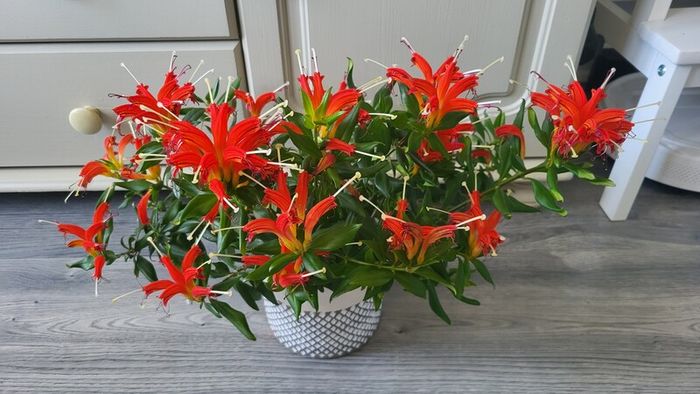 Aeschinantus. '' Lipstick plant''  ''Golden Fish'' house plant.