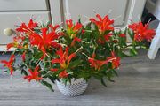 Aeschinantus. '' Lipstick plant''  ''Golden Fish'' house plant.