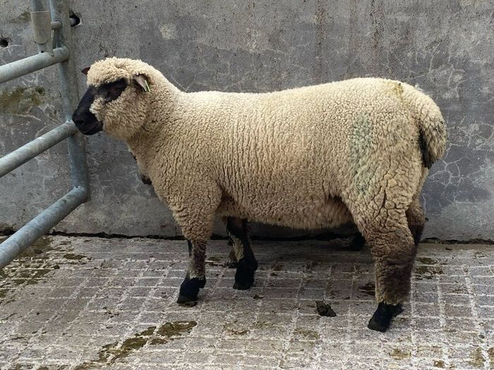 Shrophshire Rams