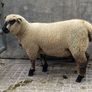 Shrophshire Rams Image 5